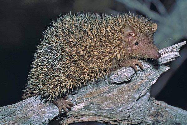 Lesser Hedgehog Tenrec (Echinops telfairi) - Lac Tsimanampetsotsa - Madagascar - Copyright Harald Schütz
