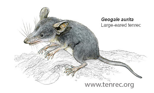 Geogale aurita, Large-eared tenrec - Copyright www.tenrec.org - Illustrator: Frithjof Spangenberg