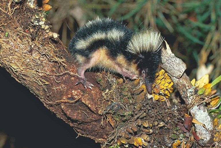 Highland Streaked Tenrec