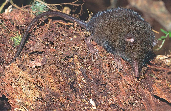 Montane Shrew Tenrec (Microgale monticola)