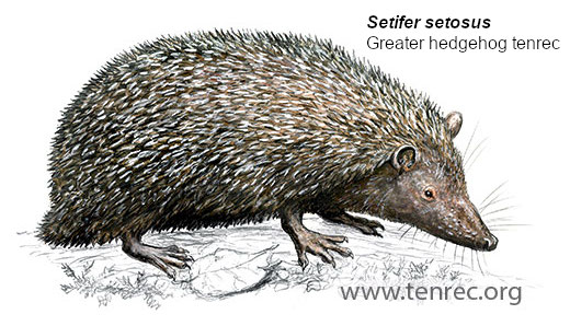Setifer setosus, Greater hedgehog tenrec - Copyright www.tenrec.org - Illustrator: Frithjof Spangenberg