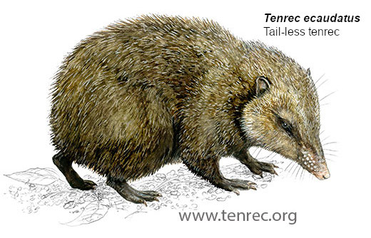 Tenrec ecaudatus, Tail-less tenrec - Copyright www.tenrec.org - Illustrator: Frithjof Spangenberg