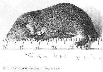 Pigmy Hedgehog Tenrec Echinops telfairi at 1 day old.
