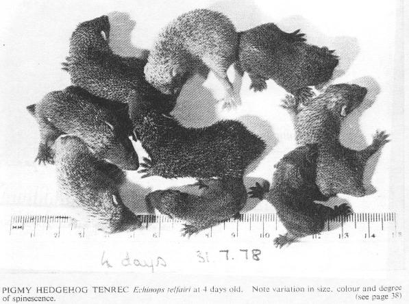 Pigmy Hedgehog Tenrec Echinops telfairi at 4 day old. Note variation in size, colour and degree of spinescence.