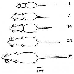 Fig. 1. Changing proportions of the head and rostrum during the growth of <I>Microgale</I>. Numbers refer to days of age.