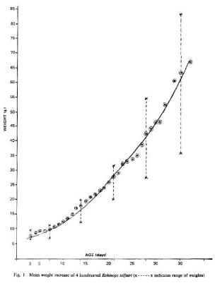 Mean weight increase of 4 handreared Echinops telfairi (x-----x indicates range of weights)